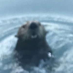 Meet your Posher, Sydney